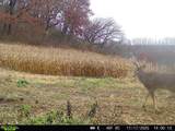 40 Acre Lot Walnut Lane - Photo 14