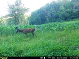 40 Acre Lot Walnut Lane - Photo 7