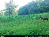 40 Acre Lot Walnut Lane - Photo 8