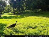 40 Acre Lot Walnut Lane - Photo 9