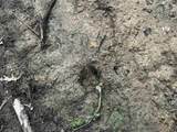 32.18 acres Monarch Avenue - Photo 4