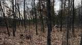 1.50 Acres Retirement Lane - Photo 1