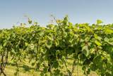 W8170 Pilz Road - Photo 44