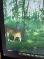 4400 Deer Lane - Photo 70