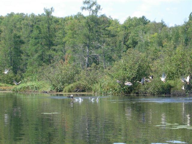 Lot 1 Bo Di Lac Rd - Photo 1
