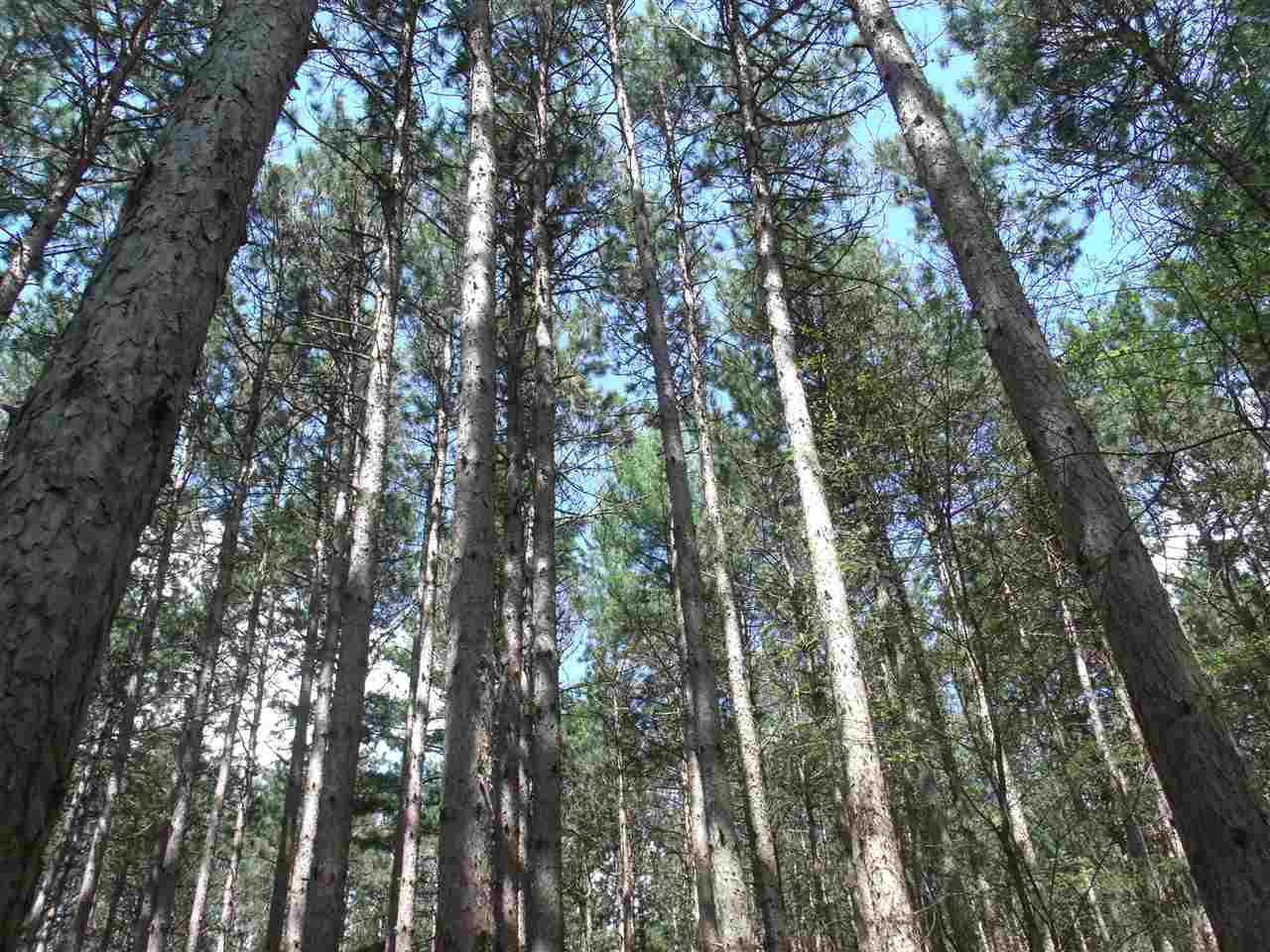 1.51 Ac Fox Den Ct - Photo 1