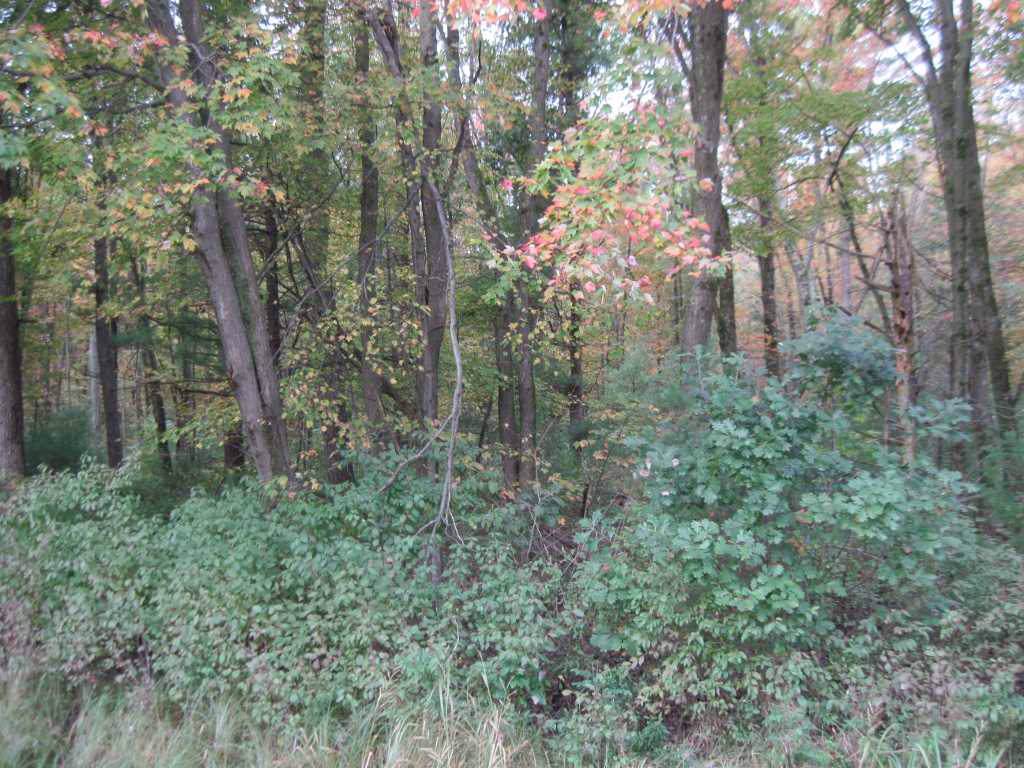 3.25 Ac Hwy 13 - Photo 1