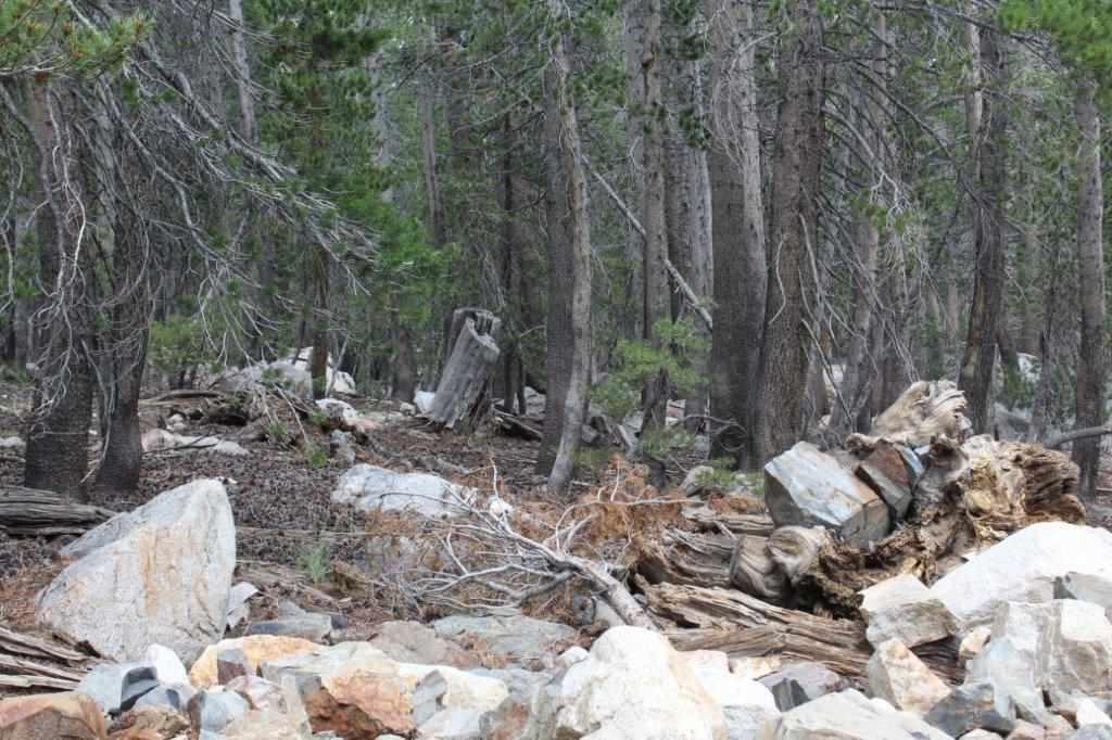 lot 12 Pinecrest - Photo 1