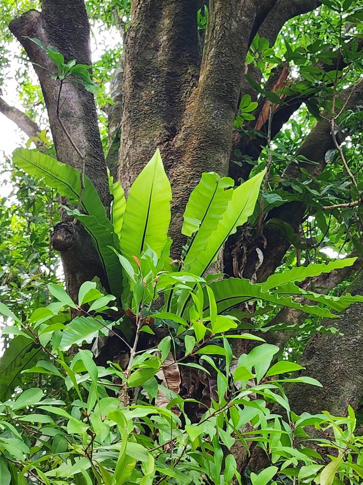 https://bt-photos.global.ssl.fastly.net/maui/1280_boomver_1_377652-2.jpg