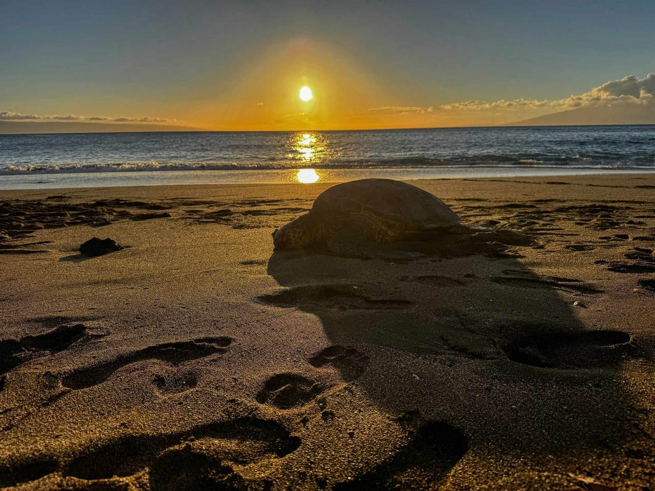 https://bt-photos.global.ssl.fastly.net/maui/1280_boomver_1_409391-2.jpg