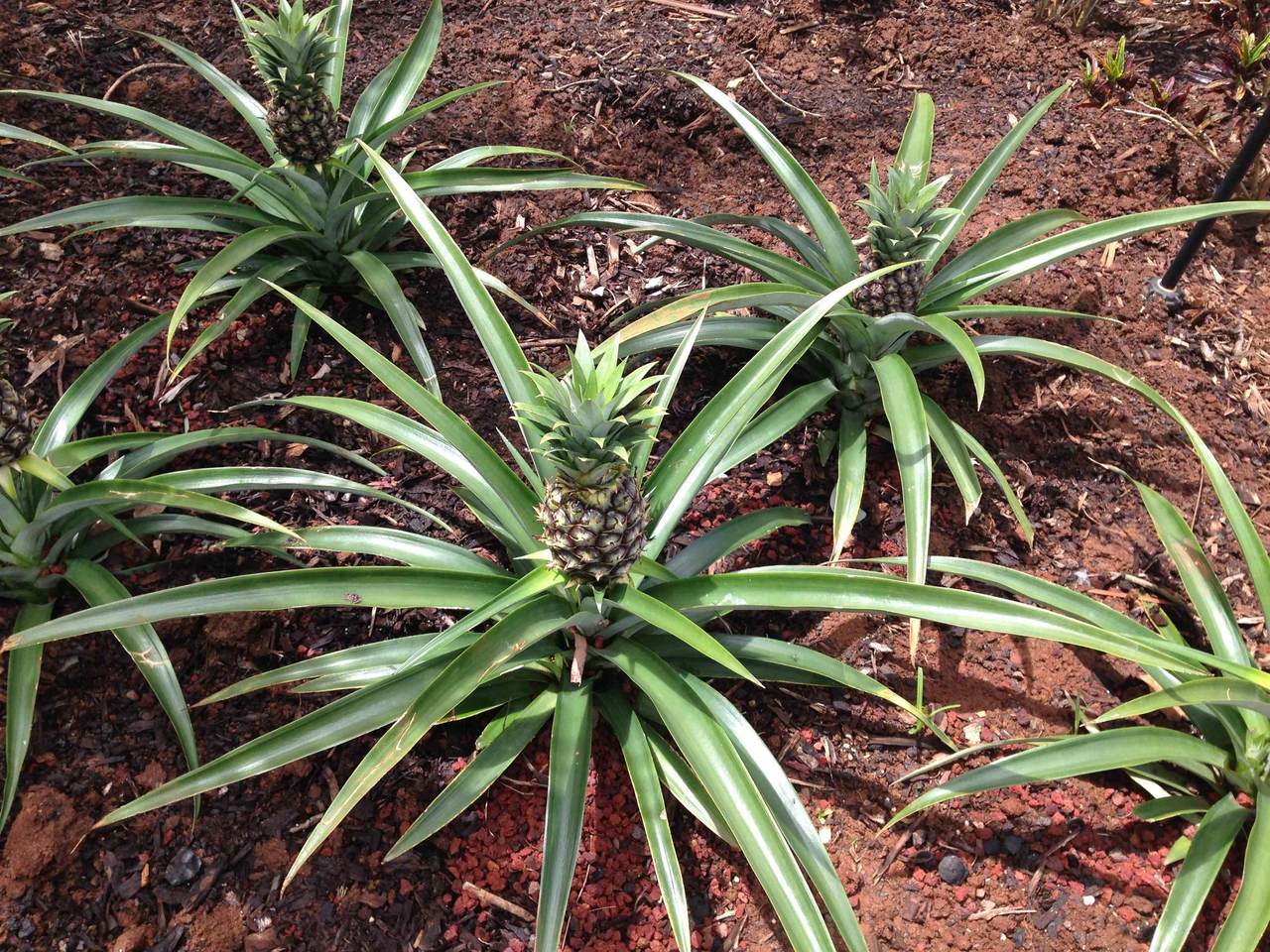 https://bt-photos.global.ssl.fastly.net/maui/1280_boomver_1_409772-2.jpg