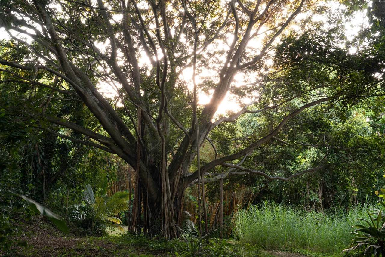 https://bt-photos.global.ssl.fastly.net/maui/1280_boomver_3_408454-2.jpg