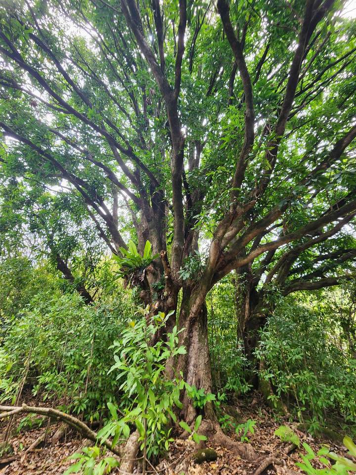 https://bt-photos.global.ssl.fastly.net/maui/1280_boomver_4_377652-5.jpg