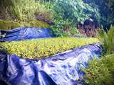 106 Hikiau Rd - Photo 32