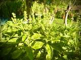 106 Hikiau Rd - Photo 38
