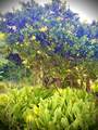 106 Hikiau Rd - Photo 39