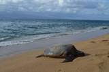 2737 Kihei Rd - Photo 34