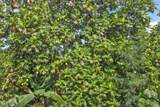 4685 Uakea Rd - Photo 39