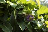 30 Mamao Pl - Photo 38