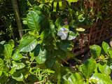 35 Walaka St - Photo 41