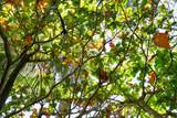  Keanae Rd - Photo 32