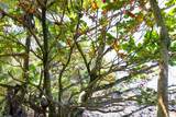  Keanae Rd - Photo 34