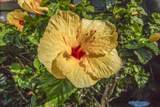 938 Kihei Rd - Photo 46