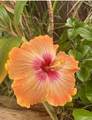 7953 Hana Hwy - Photo 44