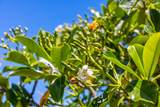 1131 Kehau Pl - Photo 49