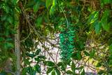 1131 Kehau Pl - Photo 7