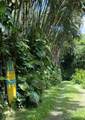 143 Alalele Pl - Photo 50
