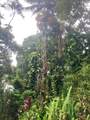 772 Nahiku Rd - Photo 8