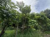 000 Kamehameha V Hwy - Photo 14