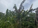 000 Kamehameha V Hwy - Photo 18