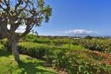 10 Wailea Ekolu Pl - Photo 31