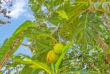 4685 Uakea Rd - Photo 46