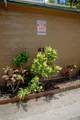 35 Walaka St - Photo 5