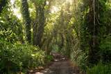 715 Honokala Rd - Photo 3