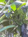 2762 Hana Hwy - Photo 18