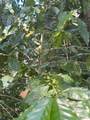 2762 Hana Hwy - Photo 19