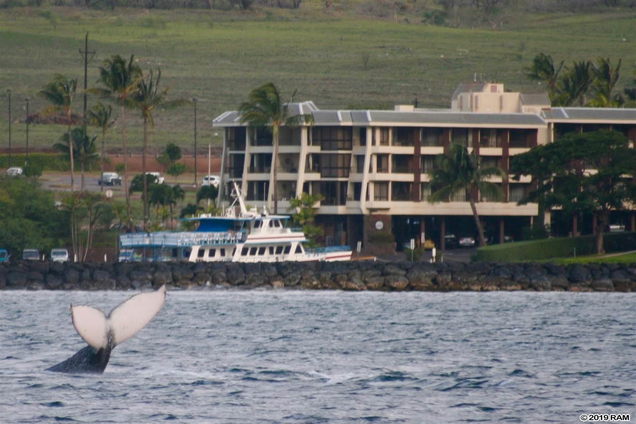 20 Hauoli St - Photo 1