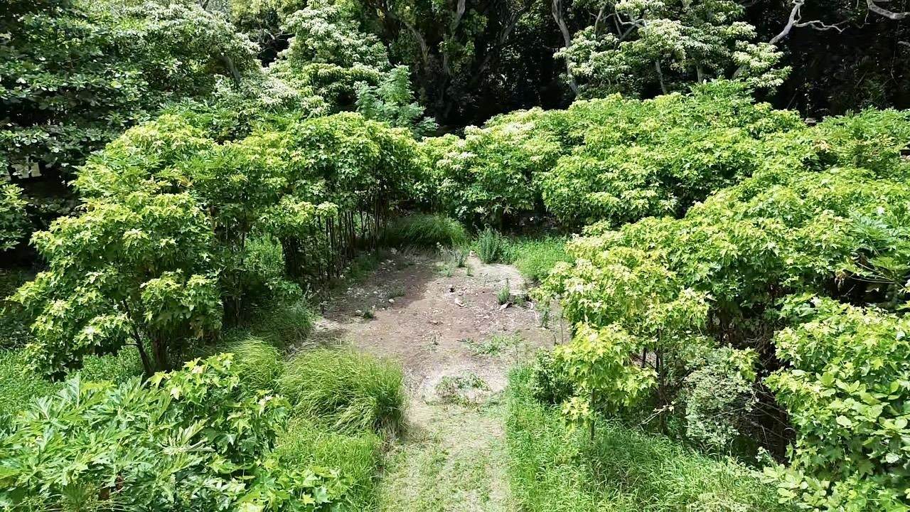 000 Kamehameha V Hwy - Photo 1