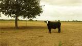25431 Fm 1015 - Photo 29
