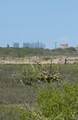 42686 Palmito Hill - Photo 1