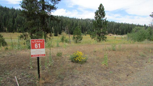 350 Whitetail Drive - Photo 1