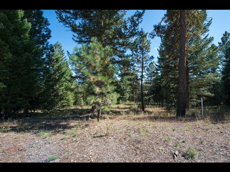 5545 Lupine Lane - Photo 1
