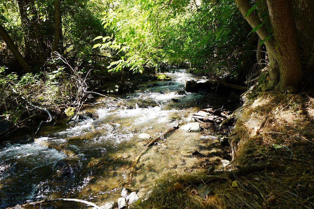 TBD Race Creek Road - Photo 1