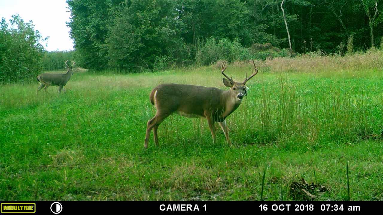 Norris Crossing Rd - Photo 1