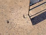 4755 +/- Gold Butte Rd - Photo 57