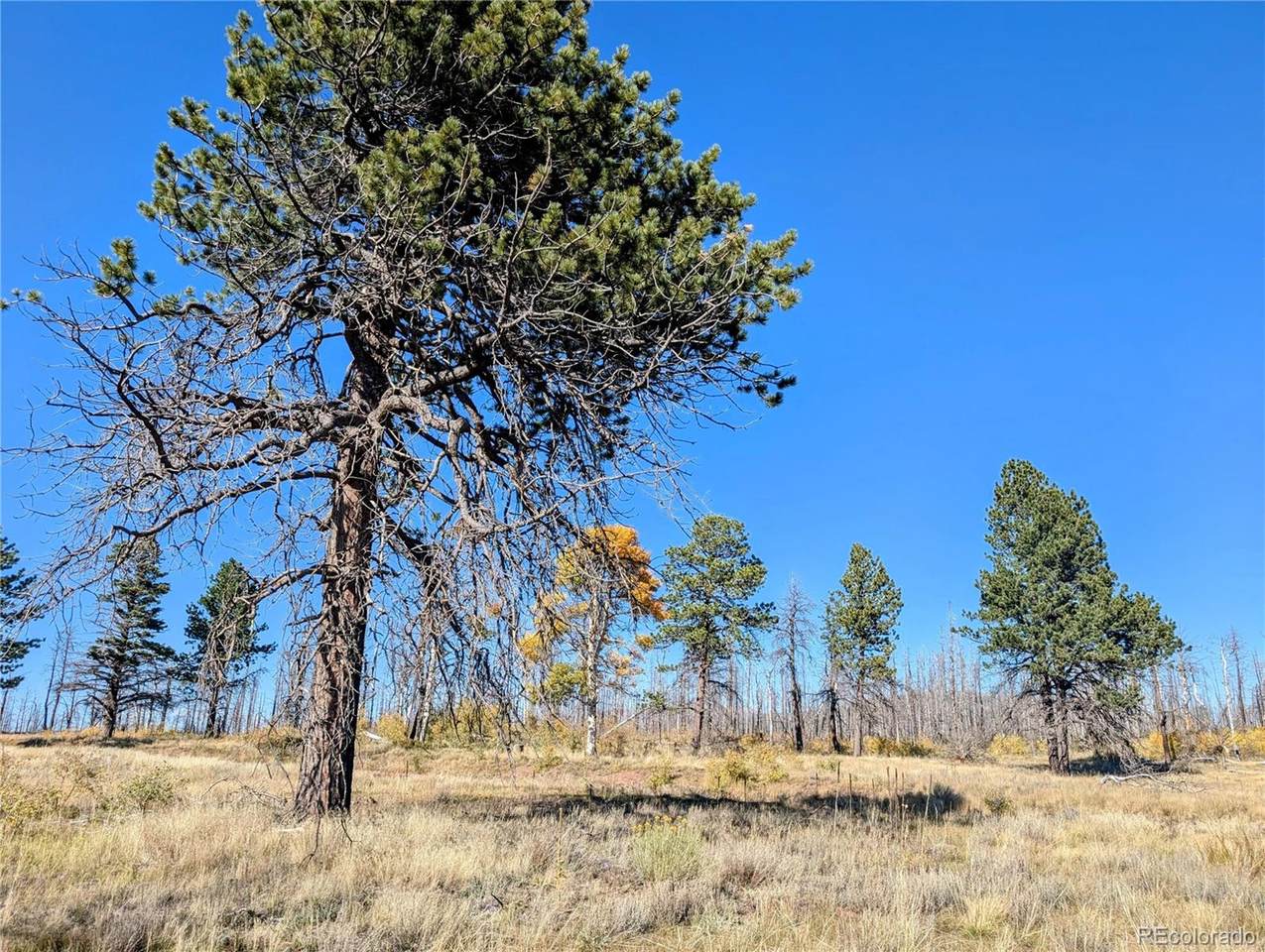 Lot 1397 Emory Loop - Photo 1